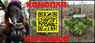 шишки Аргун