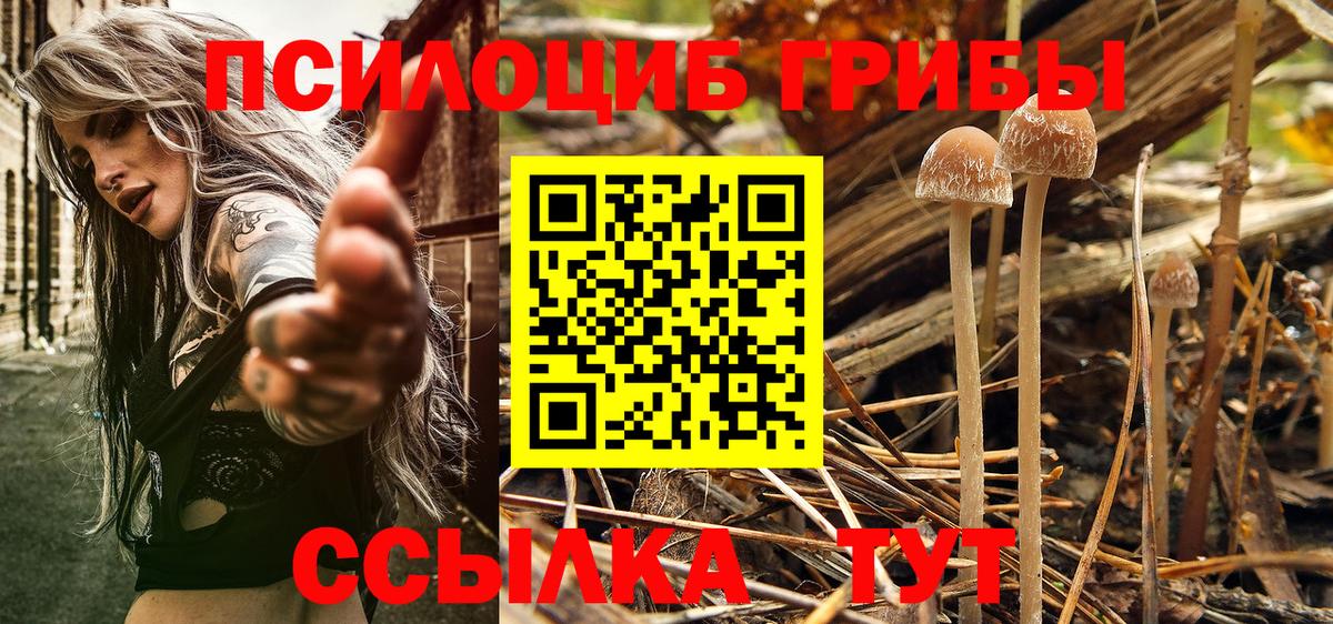Псилоцибиновые грибы Psilocybine cubensis Биробиджан